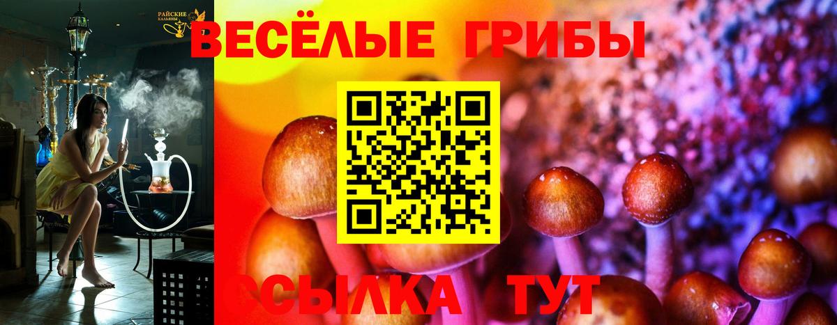 Псилоцибиновые грибы Psilocybe Гулькевичи